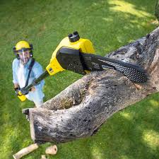 Why Choose Our Tree Removal Services in Valley Springs, CA?