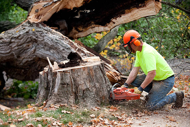 Lawn Renovation and Restoration in Valley Springs, CA